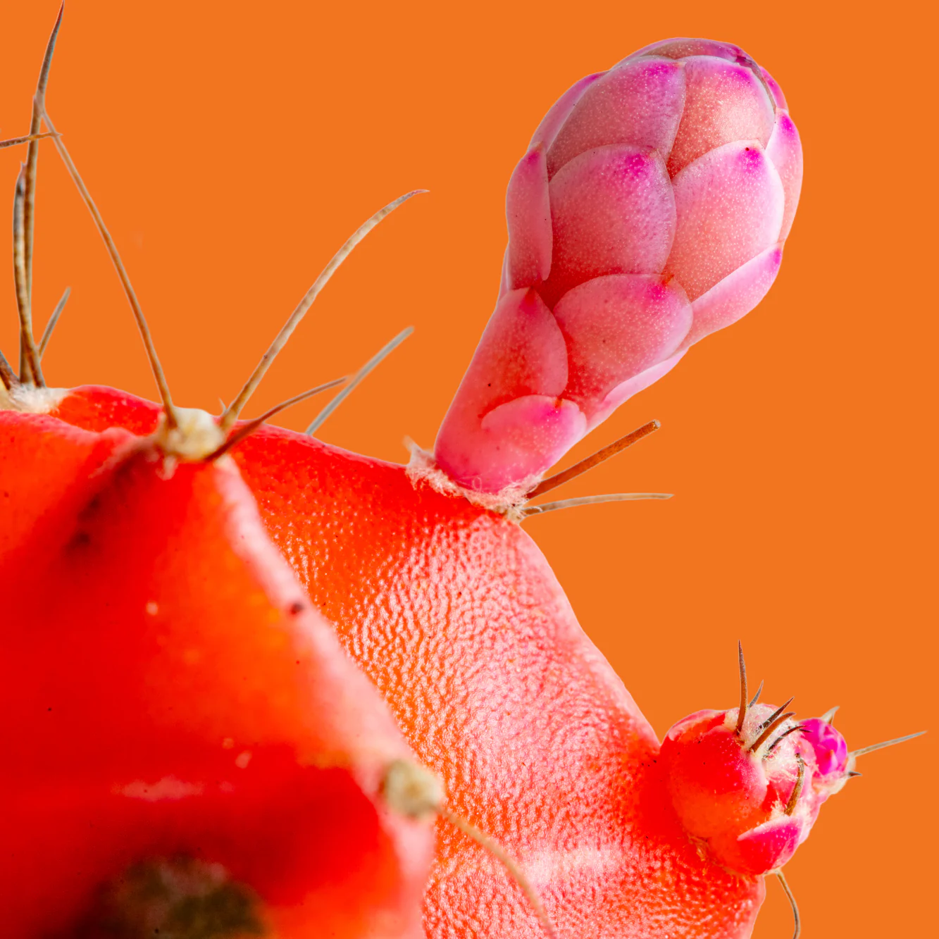Variegated Moon Cactus | small - Image 3