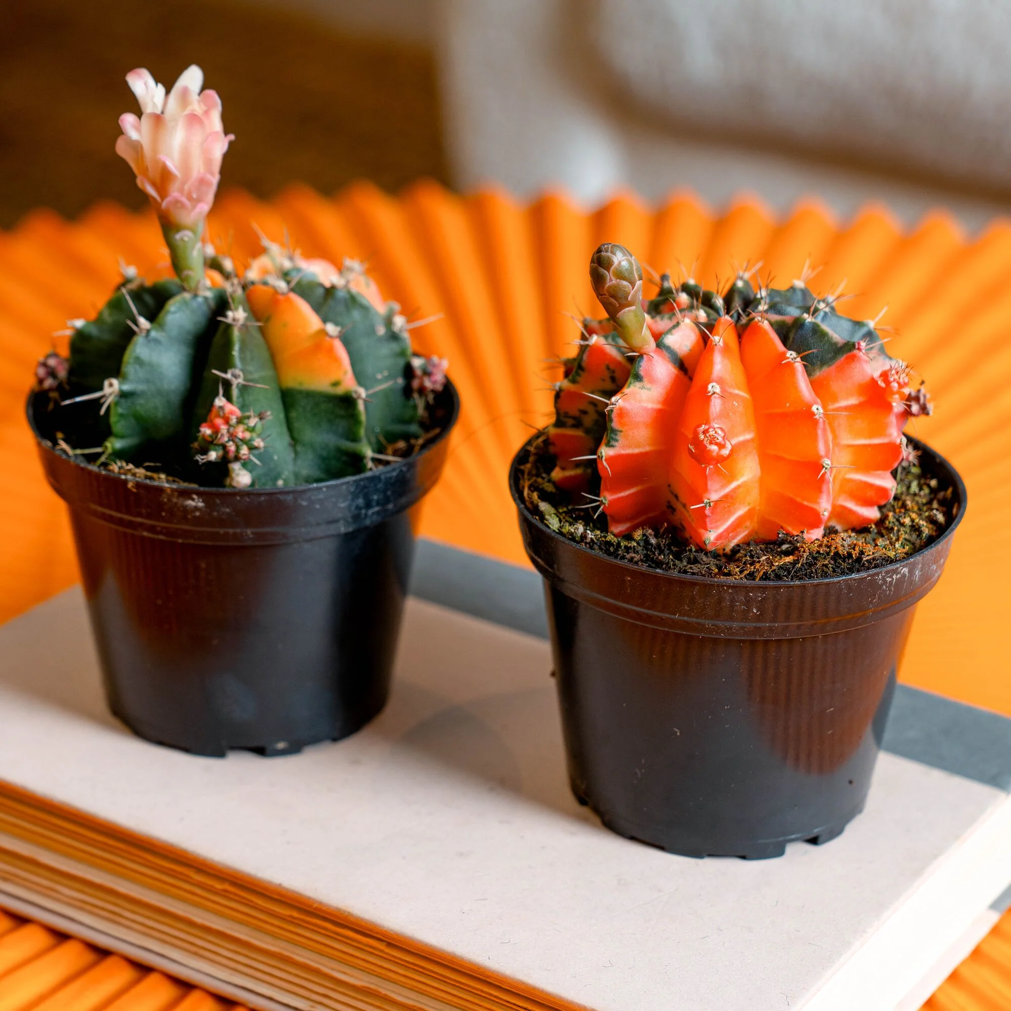 Variegated Moon Cactus | small - Image 4