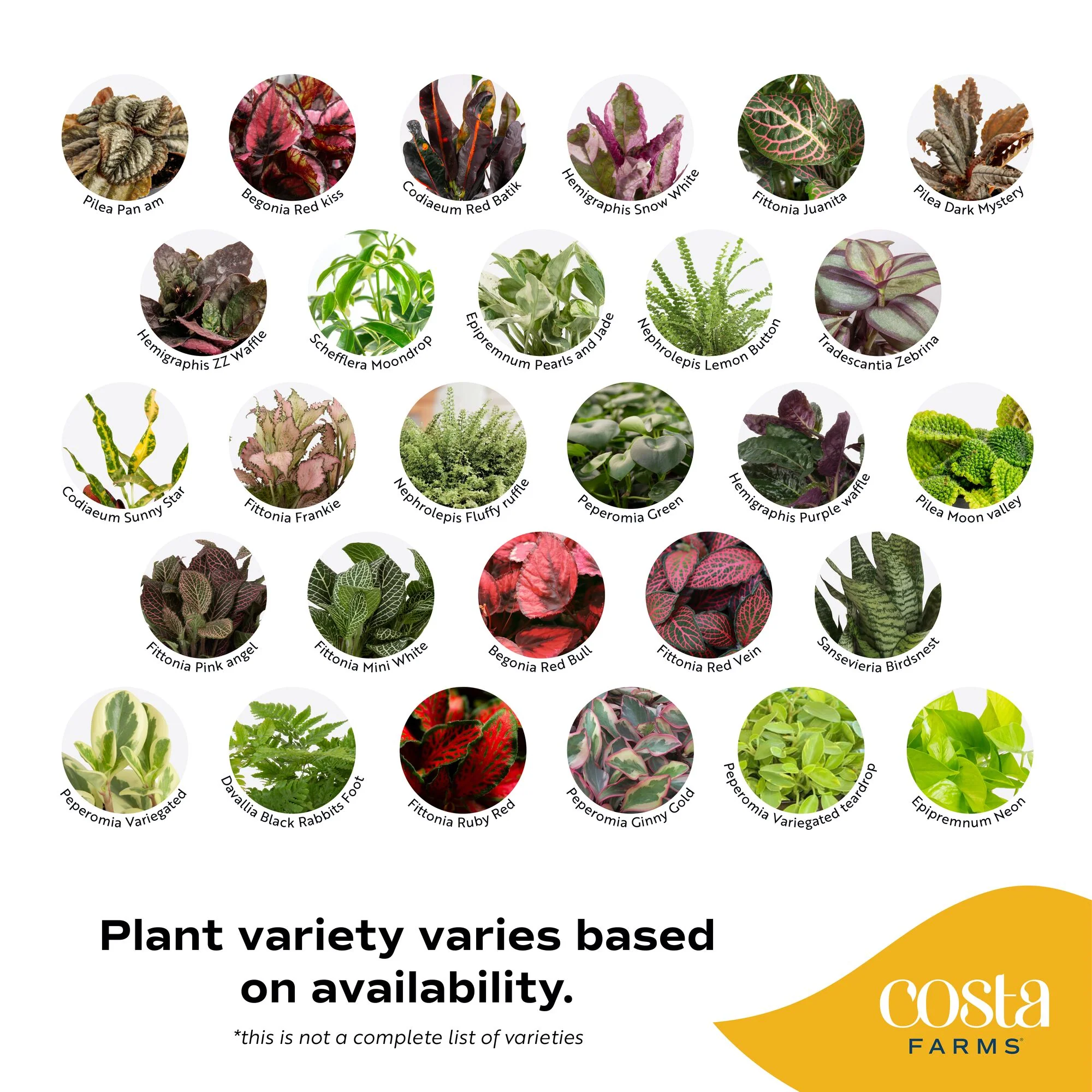 Assorted Foliage | teacup - Image 2