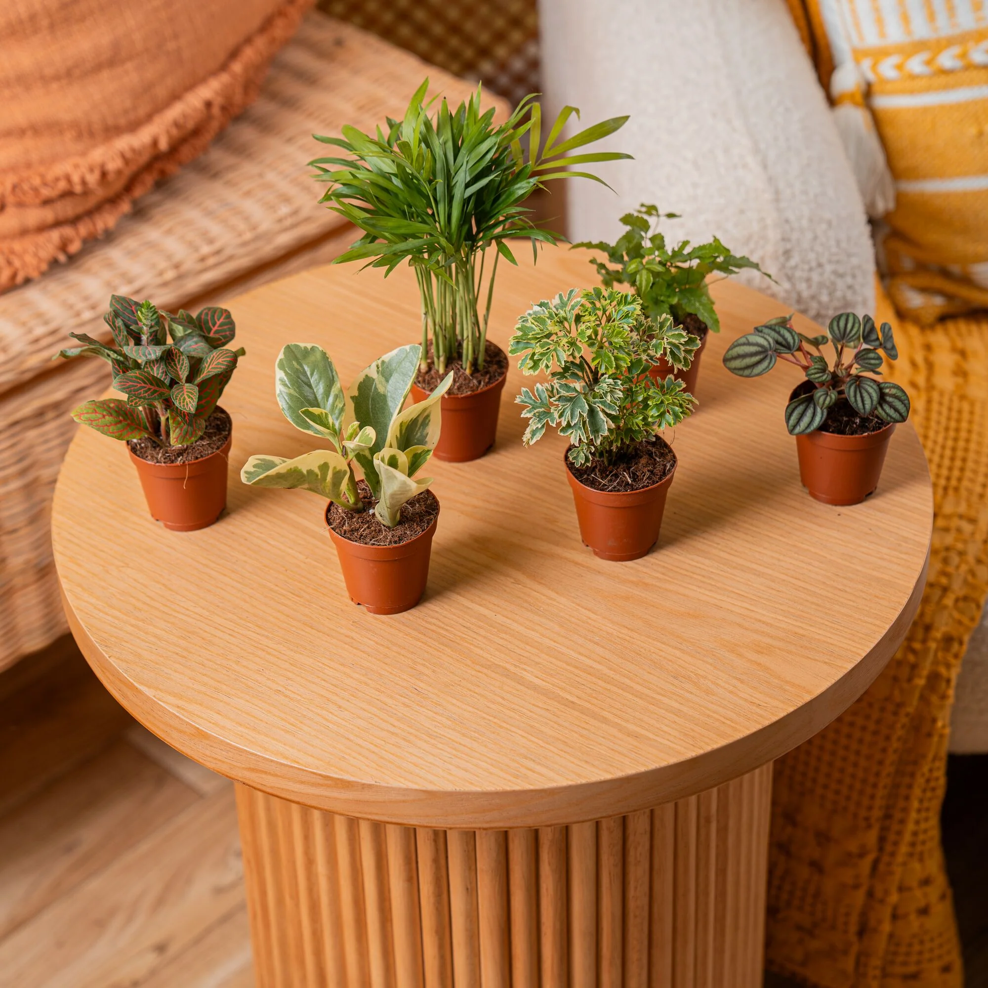 Assorted Foliage | teacup - Image 4