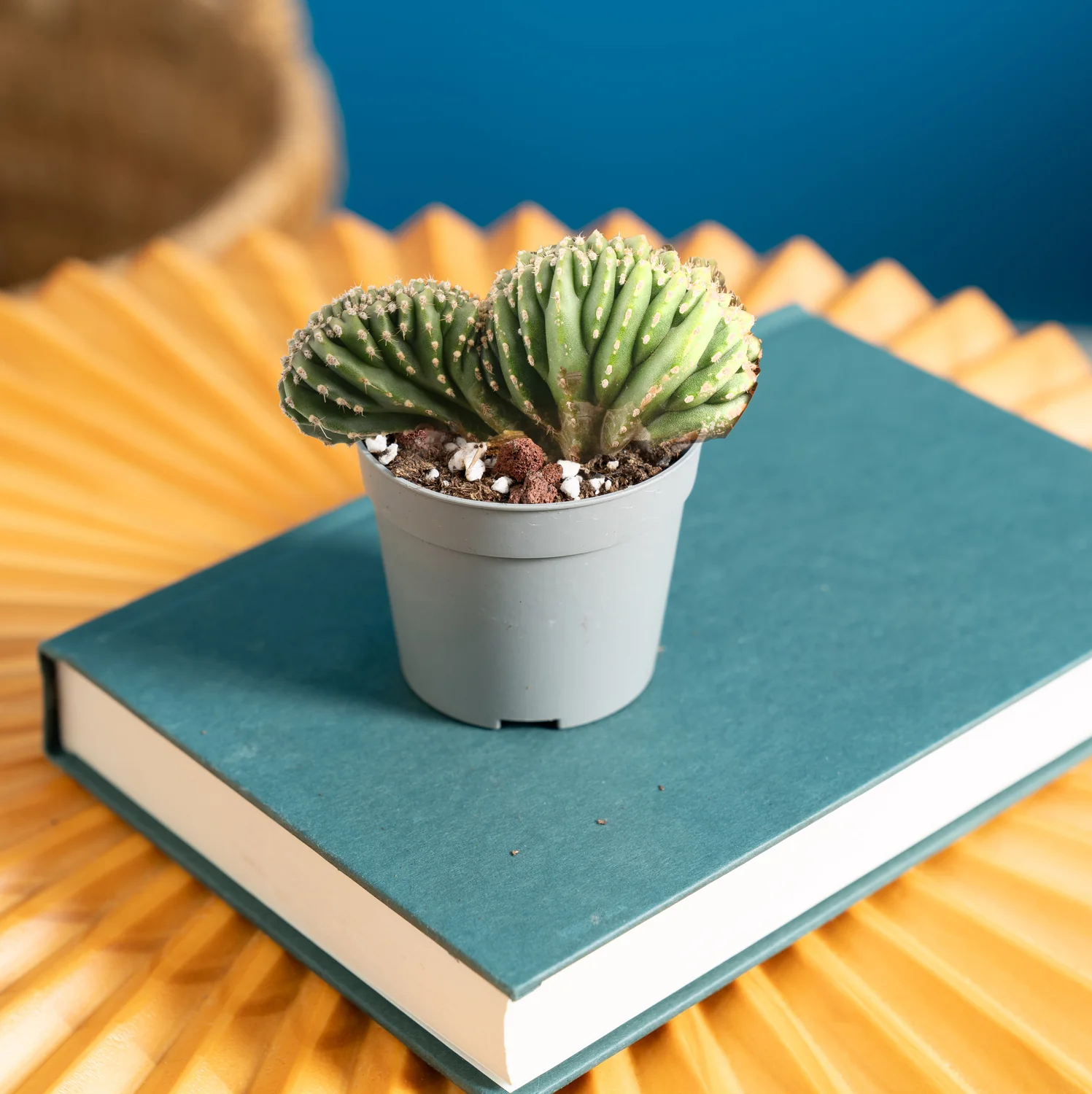 Crested Cactus | teacup - Image 2