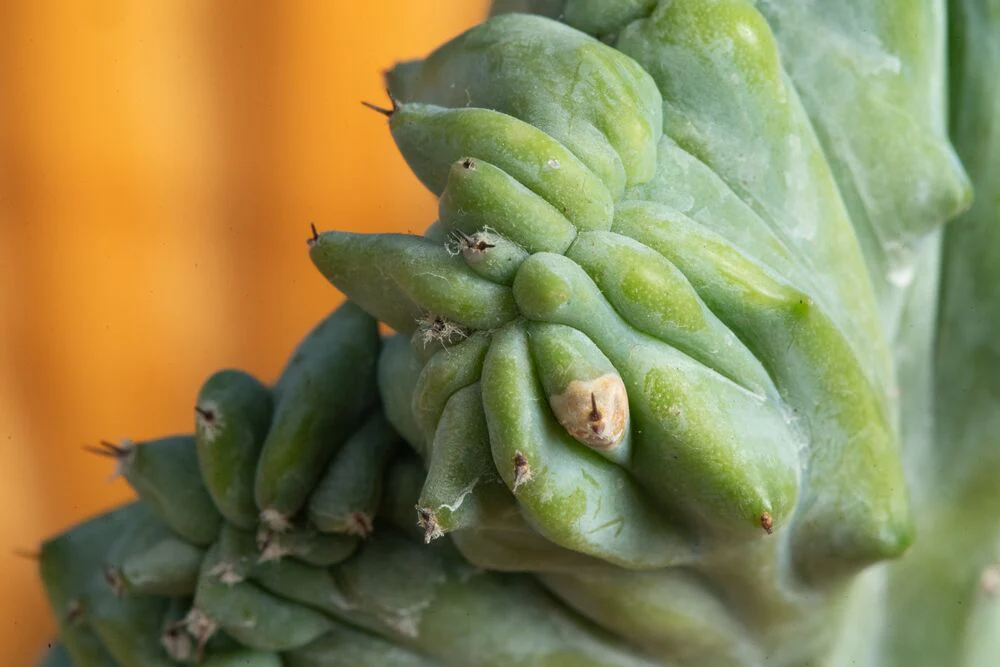 Crested Cactus | teacup - Image 3