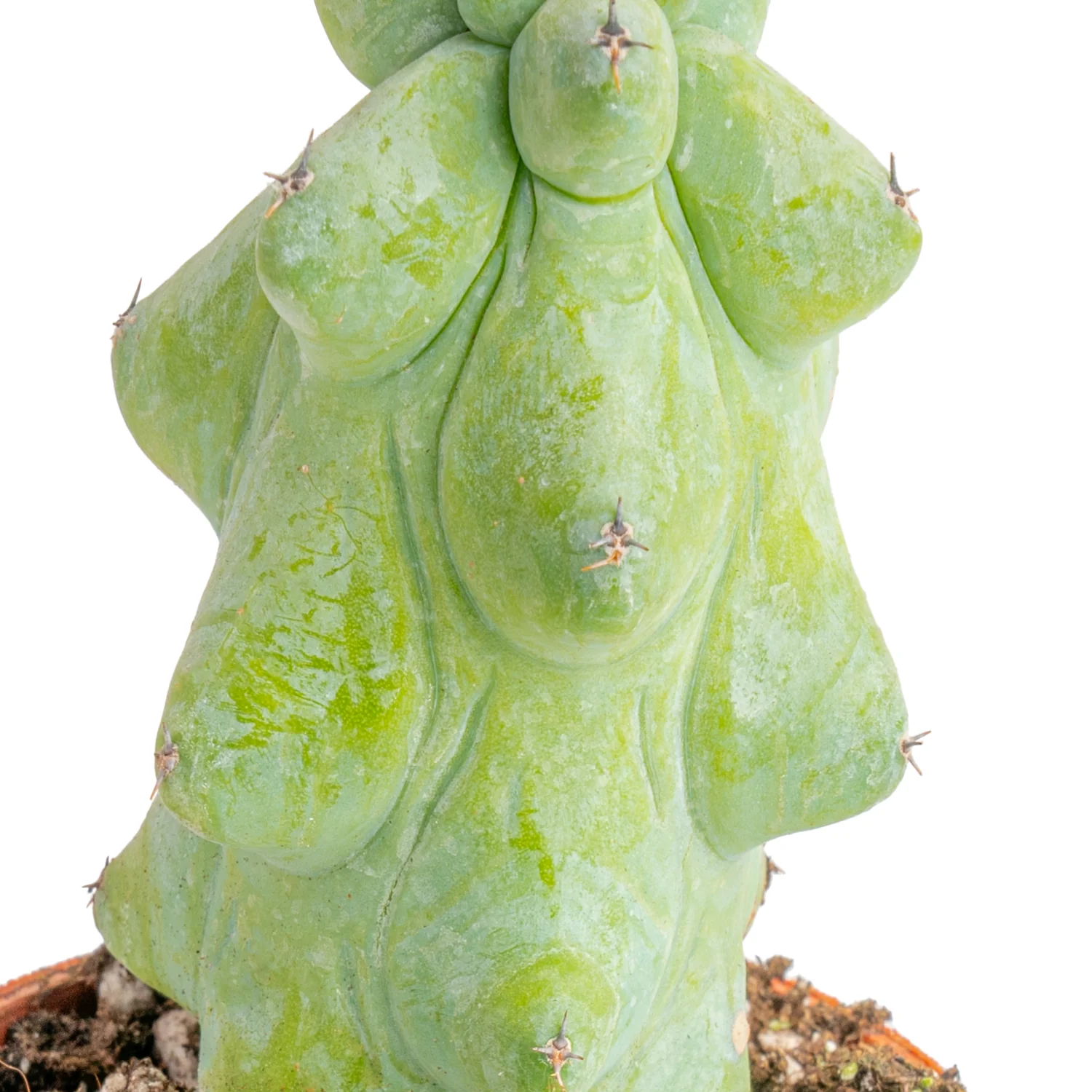 Fukuro Cactus | teacup - Image 3