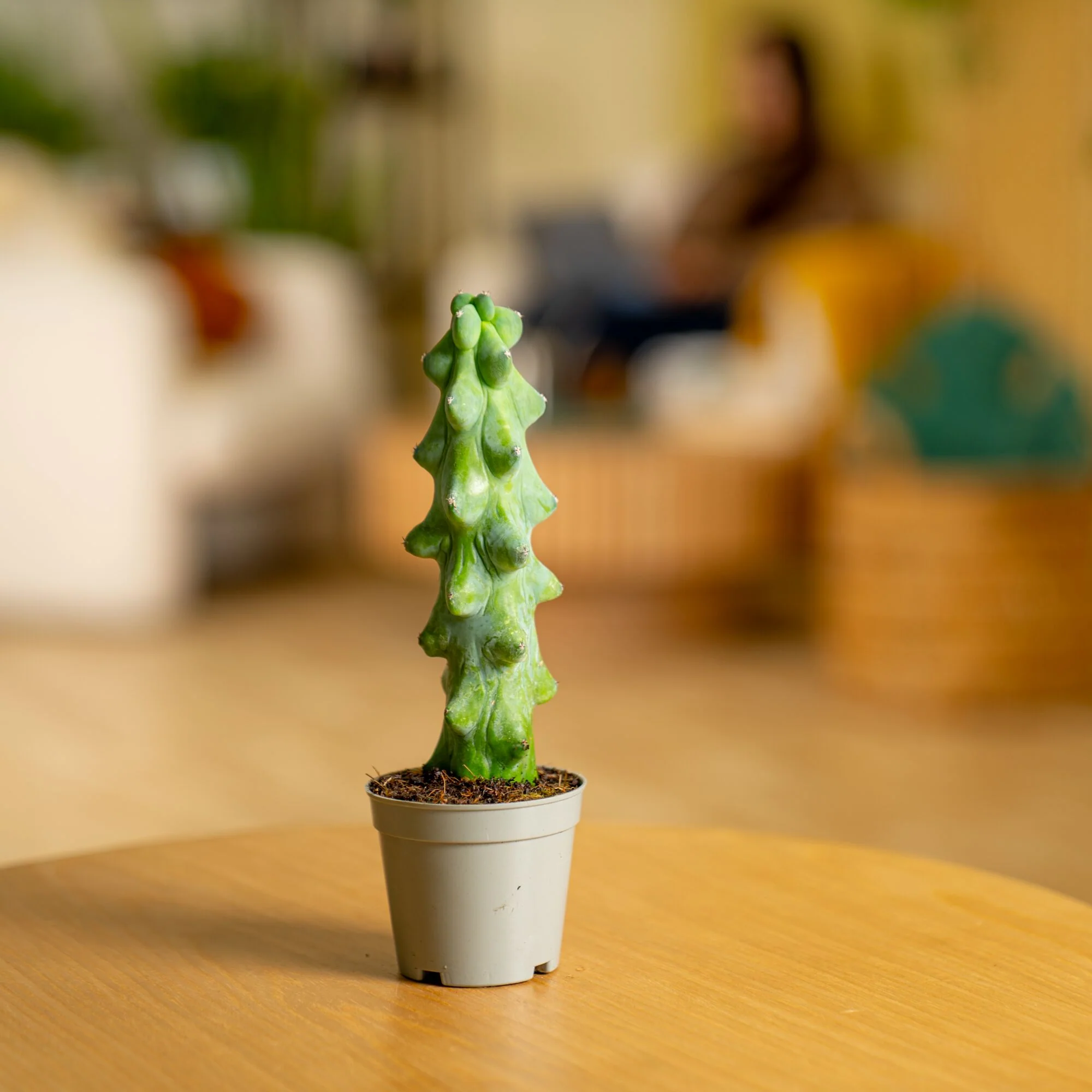 Fukuro Cactus | teacup - Image 4