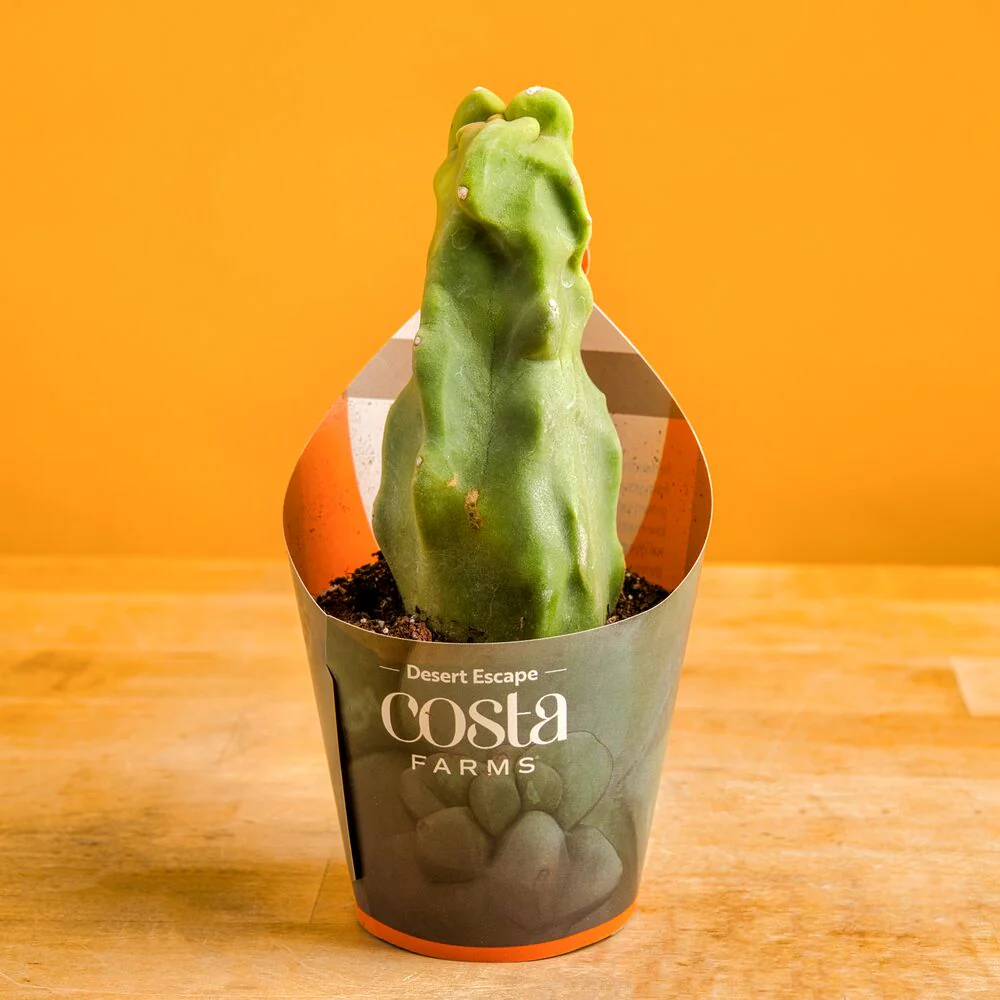 Senita Cactus | teacup
