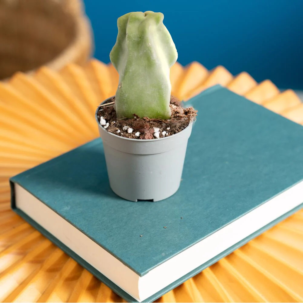 Senita Cactus | teacup - Image 2