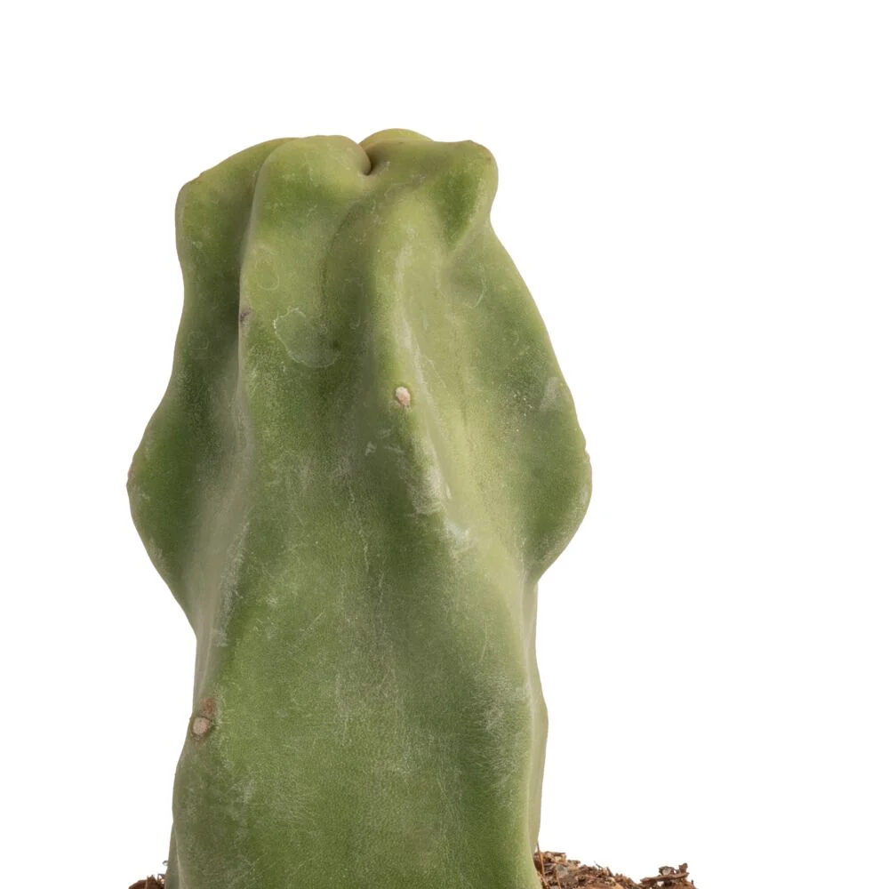 Senita Cactus | teacup - Image 3