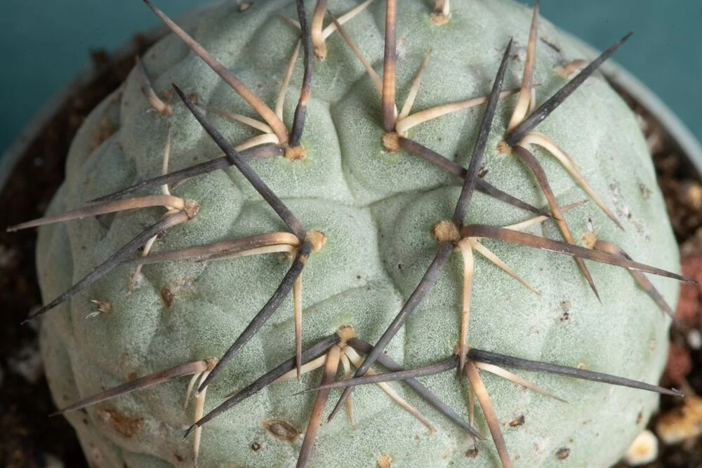 Tephrocactus Geometricus (Snowman Cactus) | teacup - Image 3
