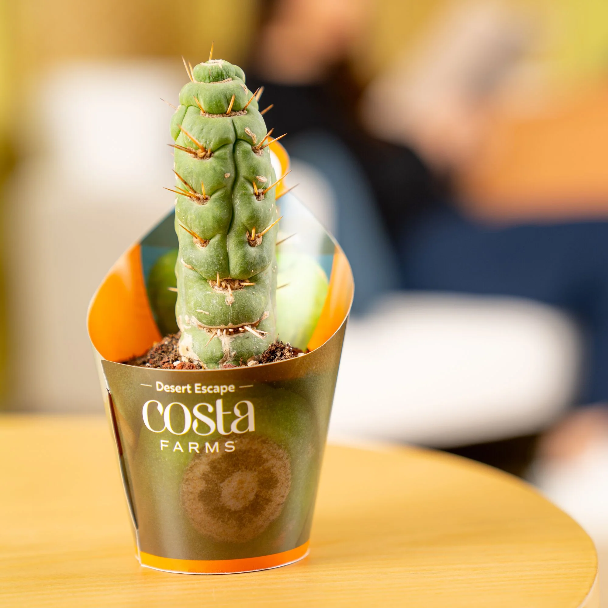 Spiral Unicorn Cactus | teacup - Image 4
