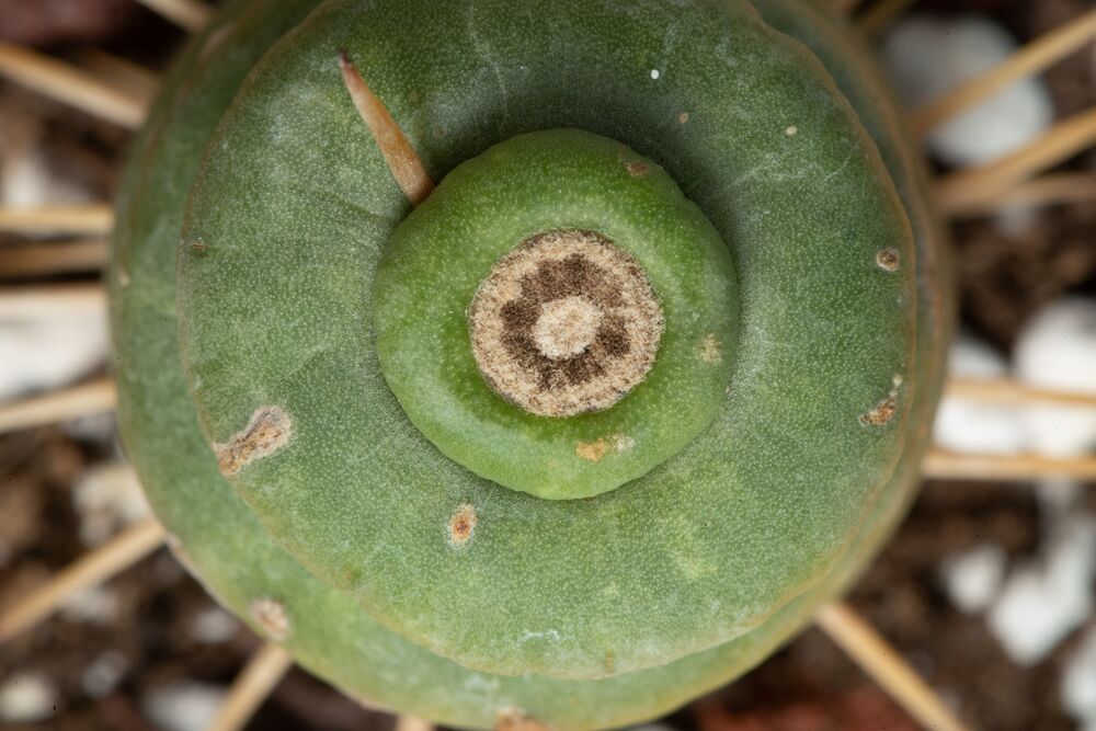Spiral Unicorn Cactus | teacup - Image 5