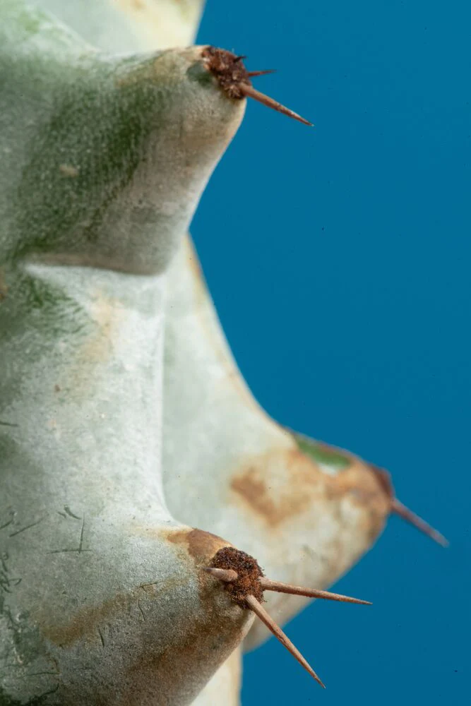 Stenocereus Beneckei Cactus | teacup - Image 3