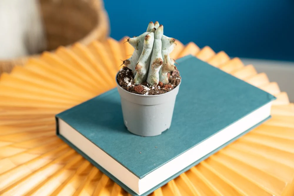 Stenocereus Beneckei Cactus | teacup - Image 4