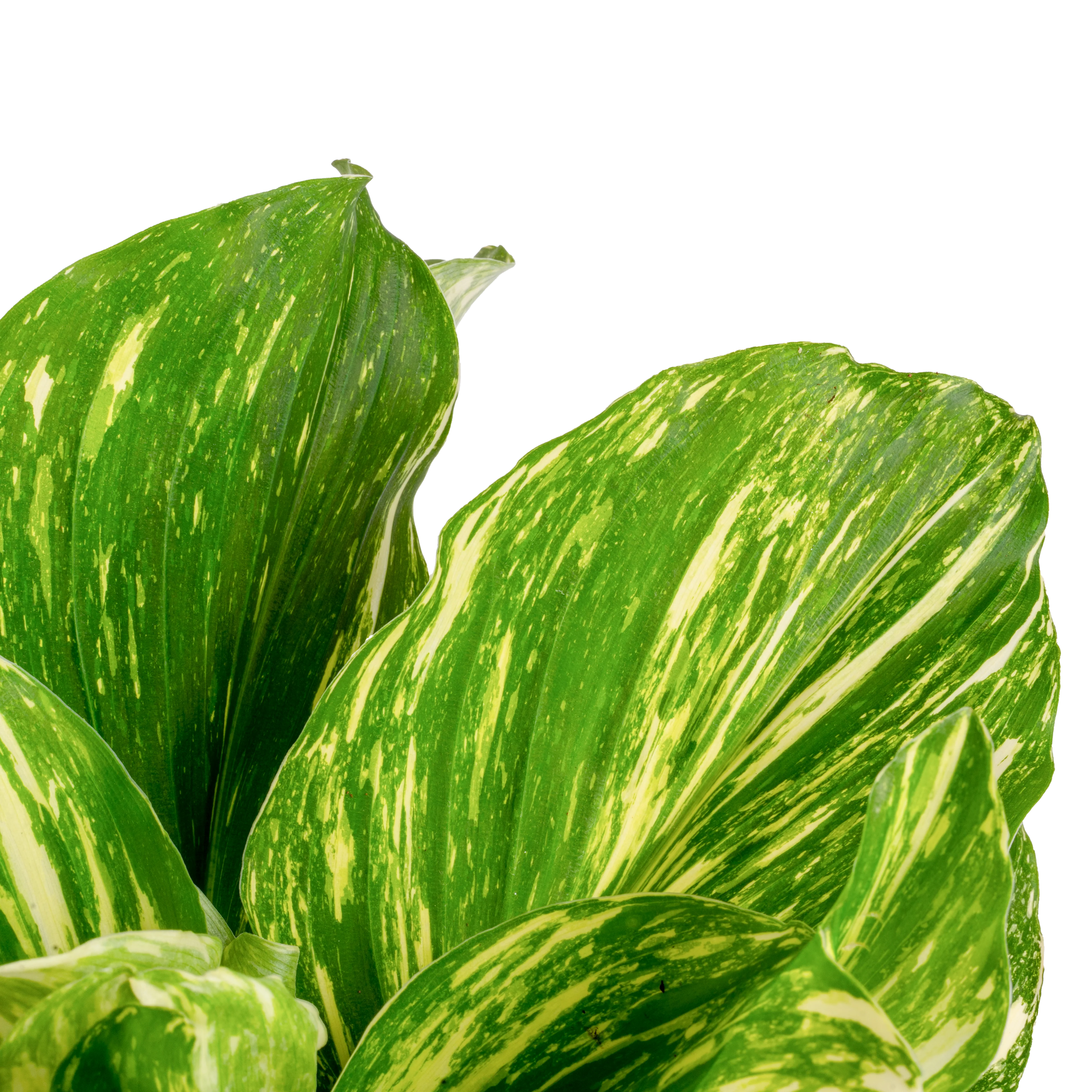 Variegated Kaempferia | medium - Image 3