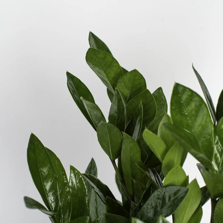 ZZ Plant | medium - Image 3