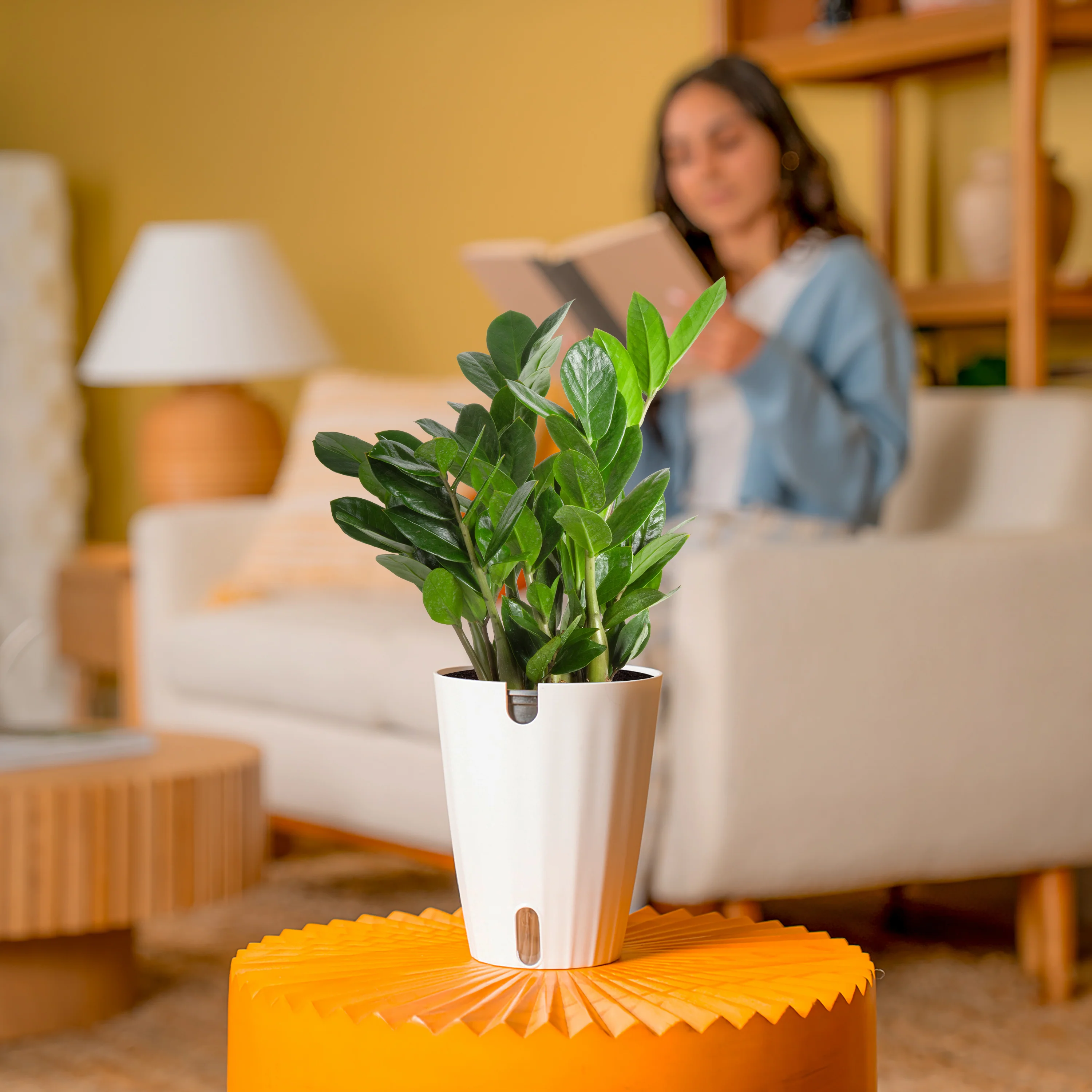 ZZ Plant | medium - Image 4